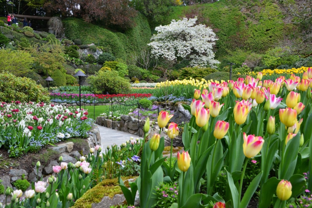 Tulips at The Butchart Gardens. Image provided by The Butchart Gardens.
