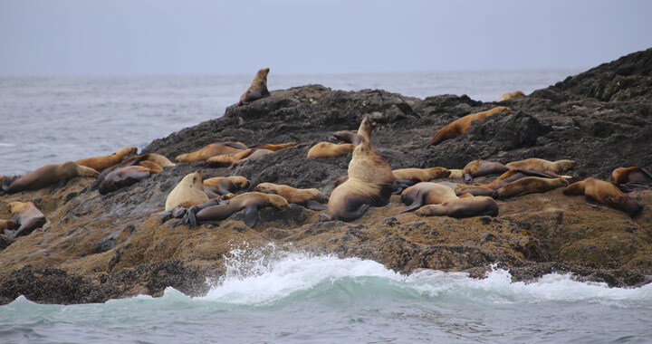 One of many wildlife sightings during our trip with Archipelago Cruises. 