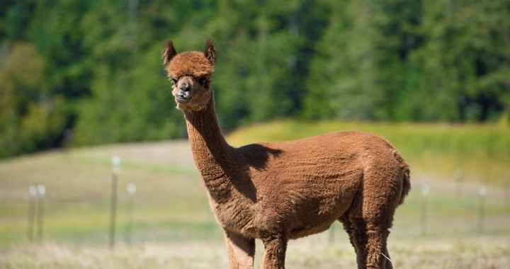 alpaca