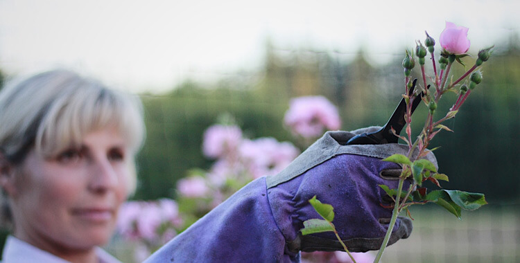 Cutting Flowers