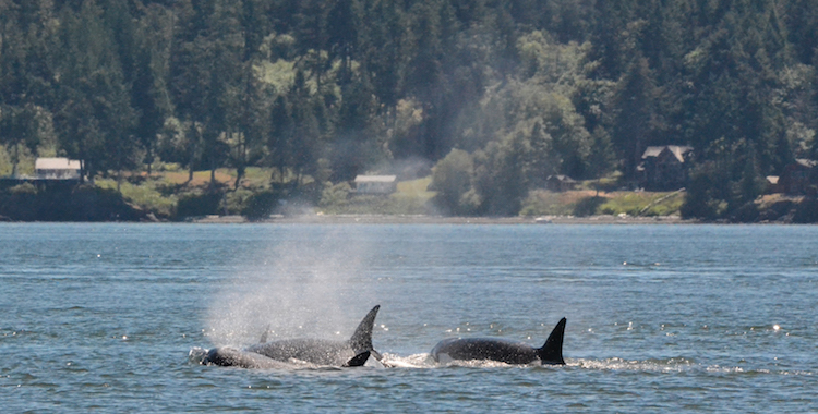 Orcas in the Salish Sea