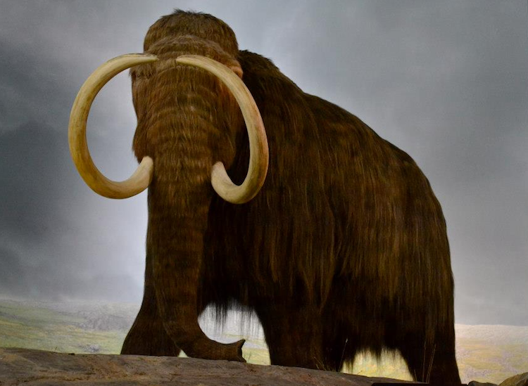 Woolly Mammoth at the Royal CB Museum in Victoria
