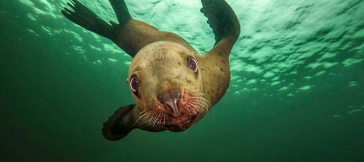 sea lion photo by Jess Newley