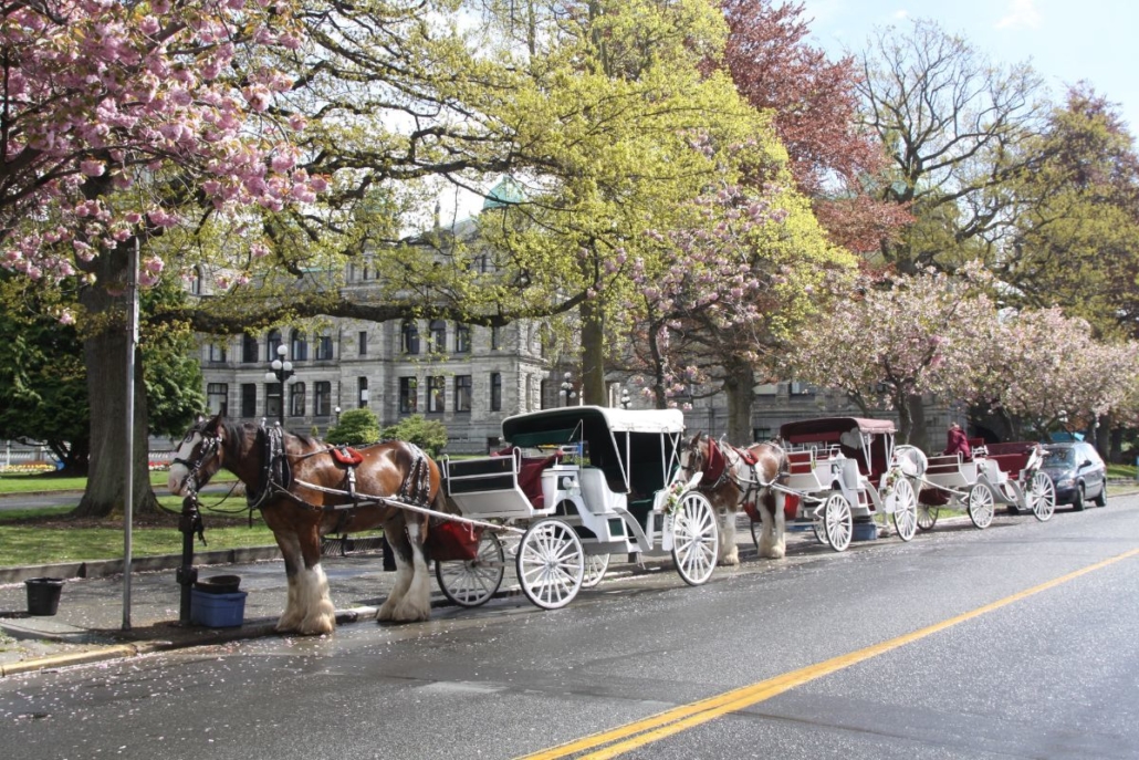 Carriage rides in Victoria BC