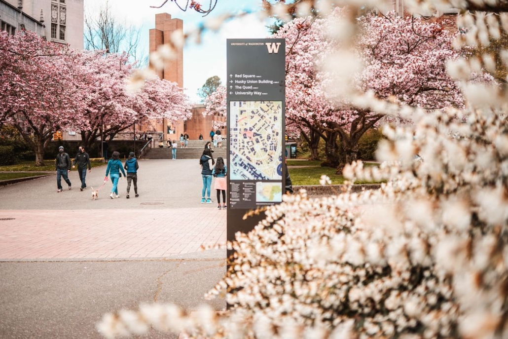 Cherry Blossoms at the UW. Photo by Eunice Choi