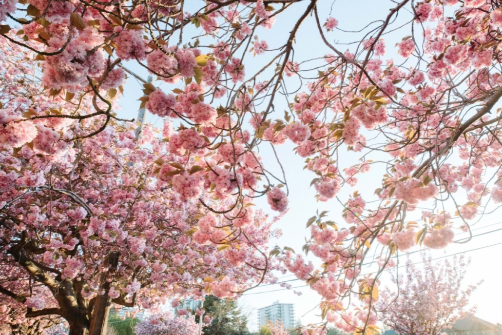 Cherry Blossoms in Victoria. Photo by Armon Arani