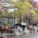 Horse-Drawn Carriage rides in Victoria BC