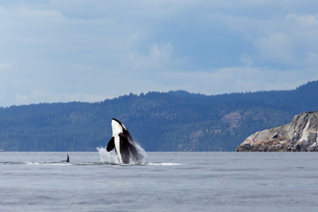 Orcas Breaching. Photo by Schaef1