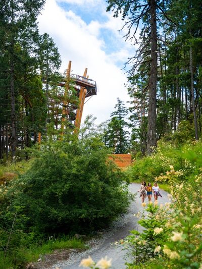 Spring at the Malahat SkyWalk