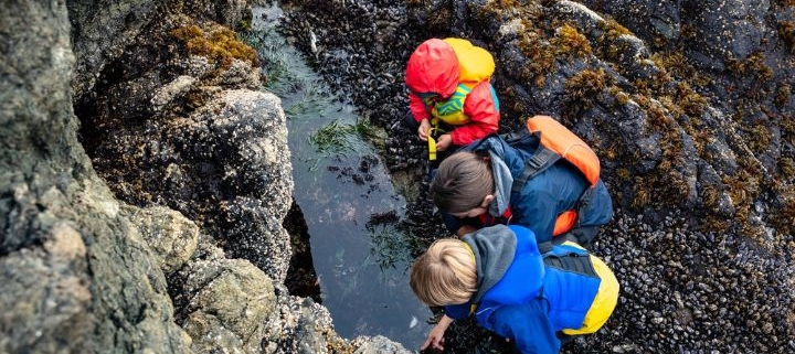 Family Looking in Tidepool in the Pacific Northwest. Photo by Zargon Design.