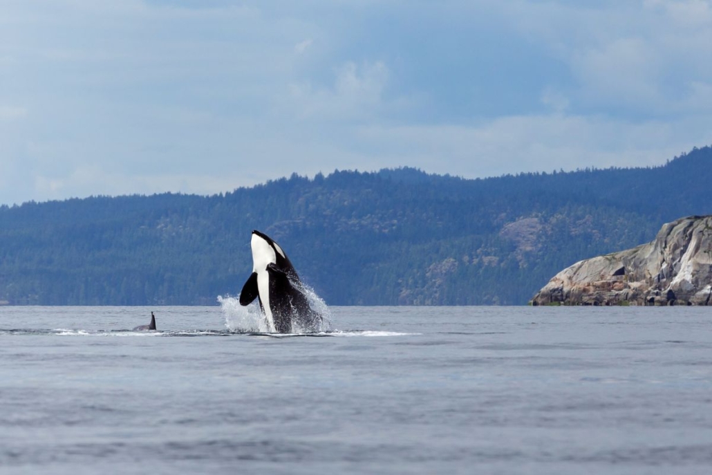 Orca killer whale off the coast of Canada