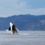 Orca killer whale off the coast of Canada breaching