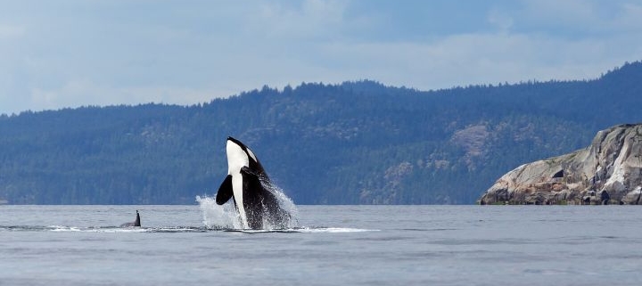 Orca killer whale off the coast of Canada breaching