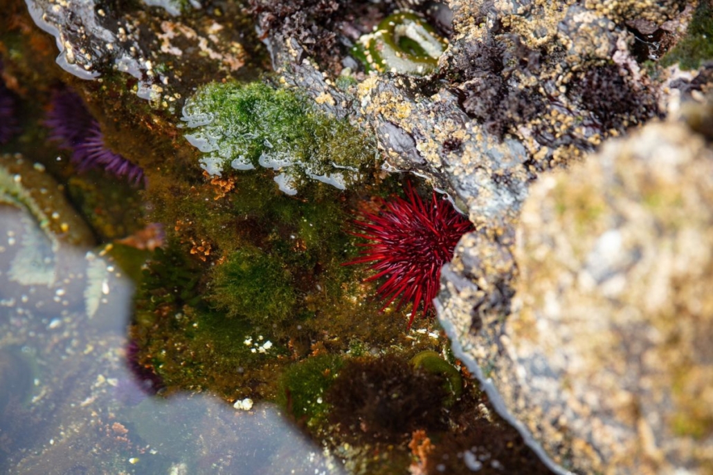 Tide pool filled with sea urchins. Photo by Zargon Design.