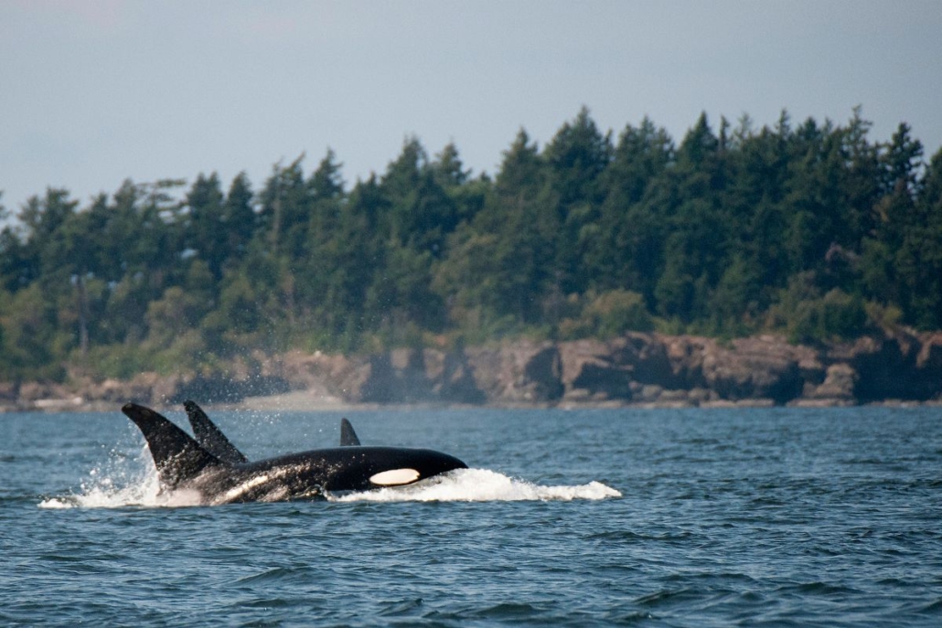 Transient killer whale pod