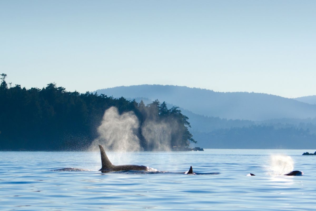 orcas swimming