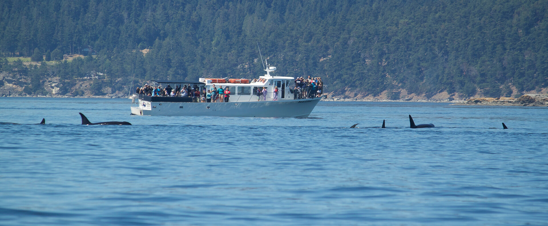 Seattle Whale Watching Tours Kenmore Air