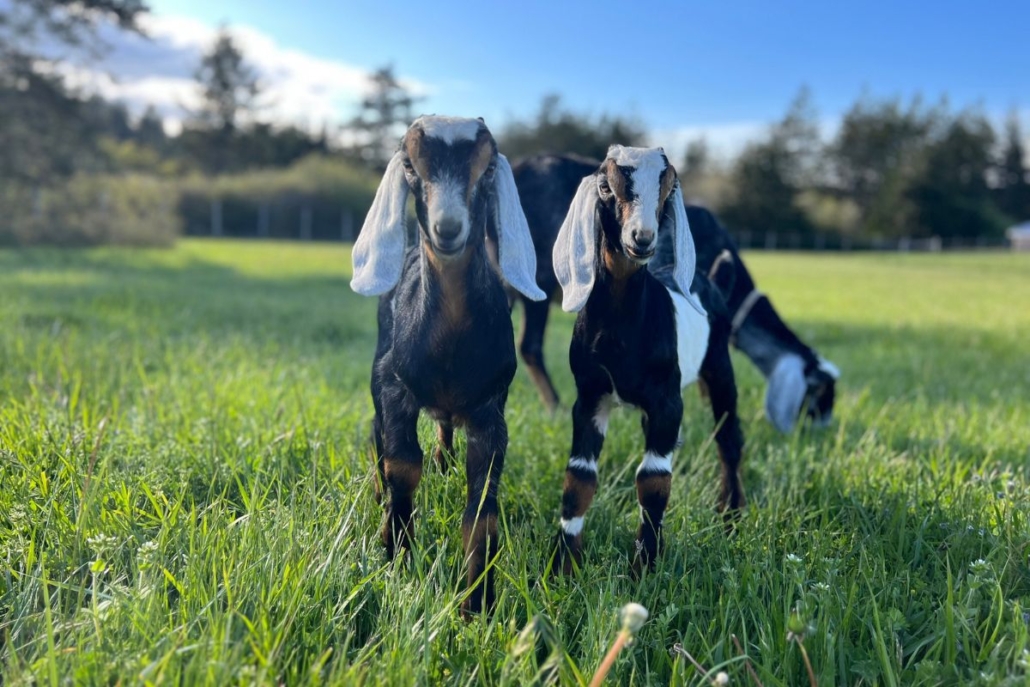 Watmough Bay Farm Goats. Photo by Derek Eisel.