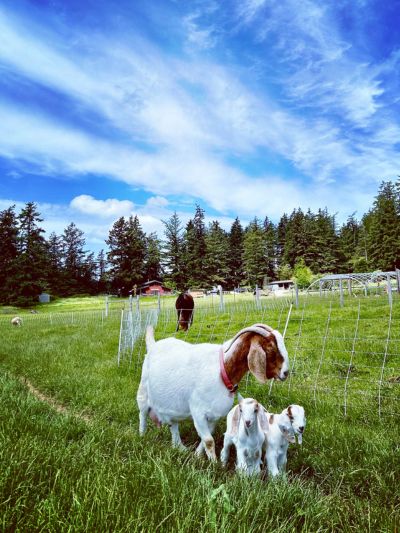 Lum Farm Goats