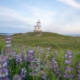 Cattle Point