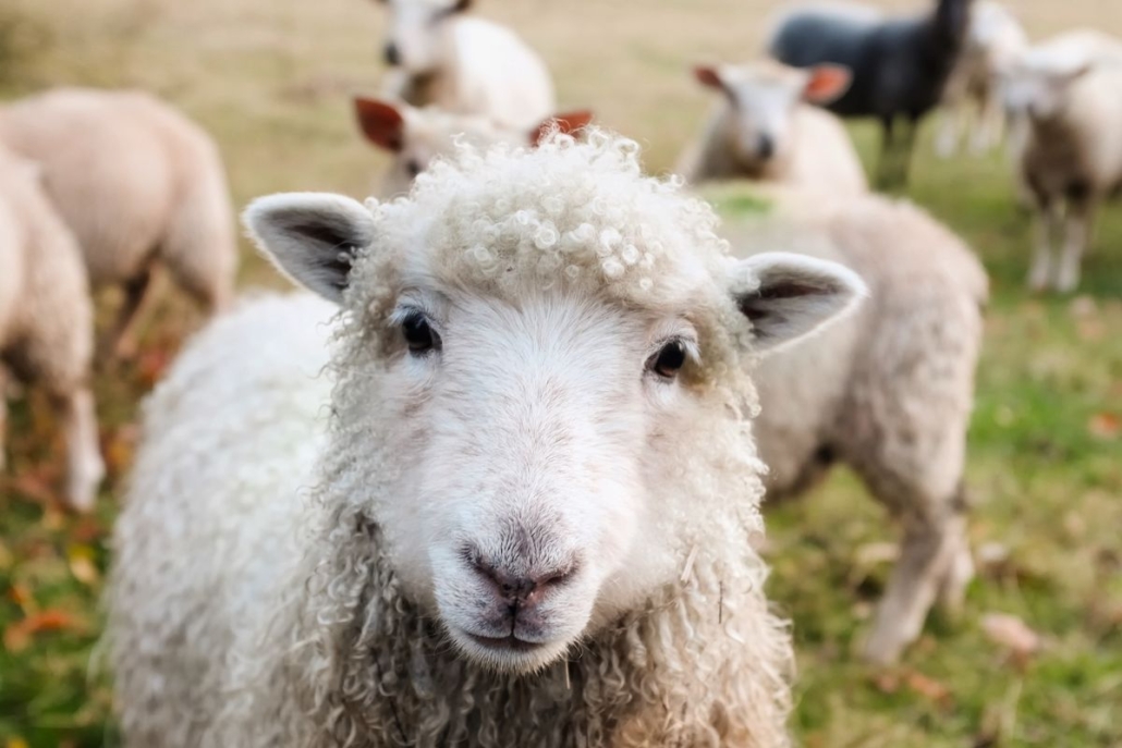 sheep at the farm