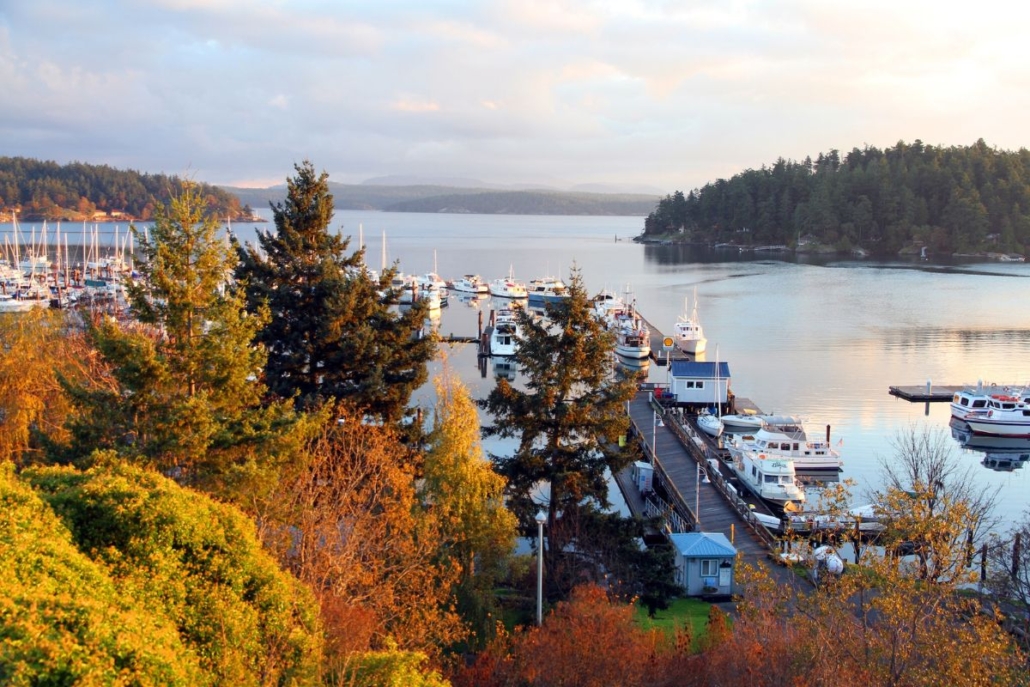 Friday Harbor Golden. Photo by BrendanHunter